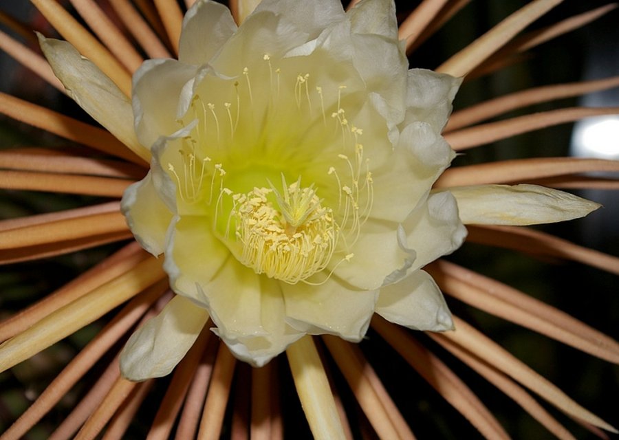 Kaktusfrön - Nattens drottning - Selenicereus grandiflorus