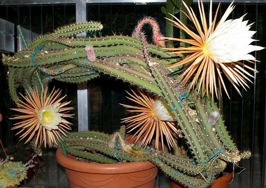 Kaktusfrön - Nattens drottning - Selenicereus grandiflorus