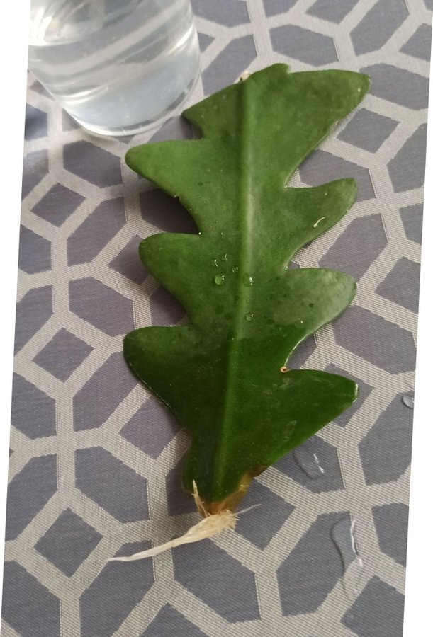 Disocacatus Flikig bladkaktus * Epiphyllum anguliger * ett stort stickling väl