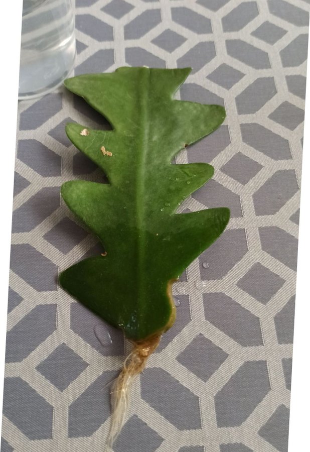 Disocacatus Flikig bladkaktus * Epiphyllum anguliger * ett stort stickling väl