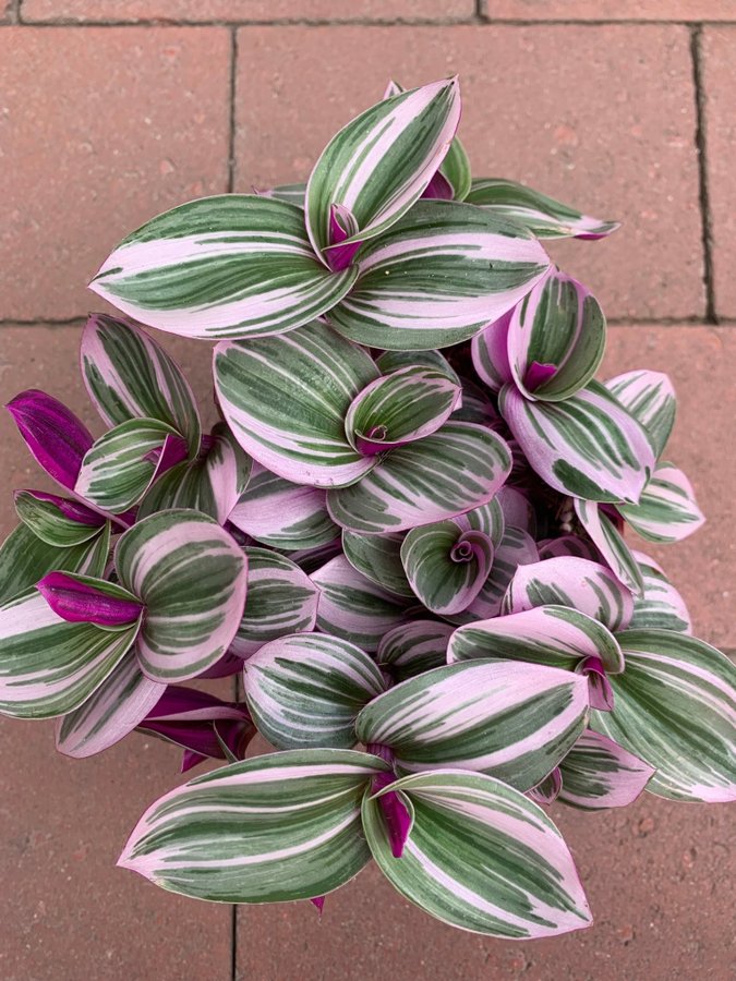 En stickling av tradescantia Nanouk