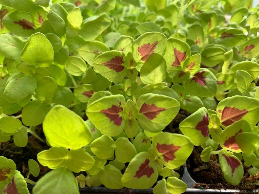 4 ST SMÅ Nysådda plantor AV PALETTBLAD Coleus 'RAINBOW'