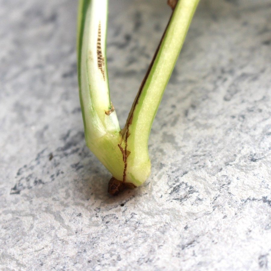 Epipremnum Aureum HAPPY LEAF 3 blad Toppstickling