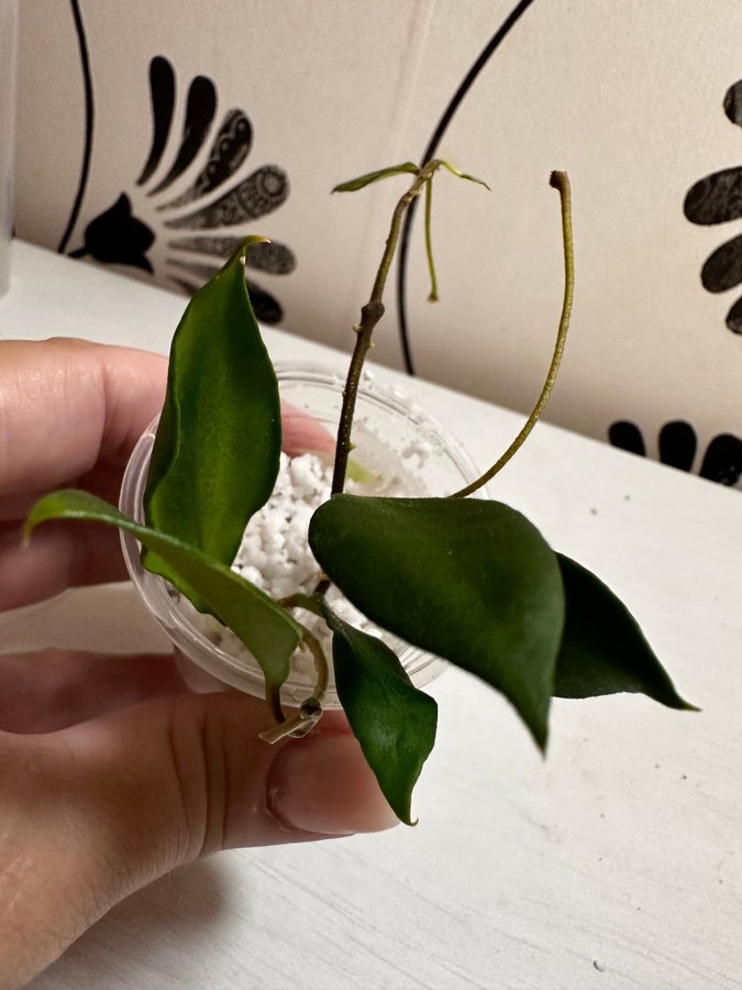 Hoya 'Soidanensis'