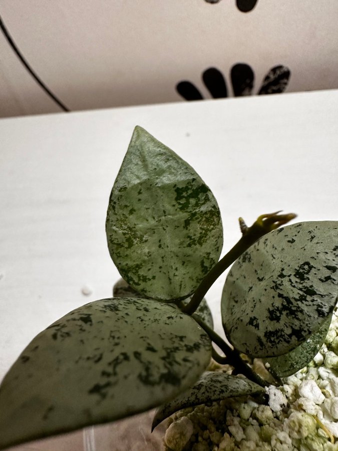 Hoya lacunosa 'Silver Lime'