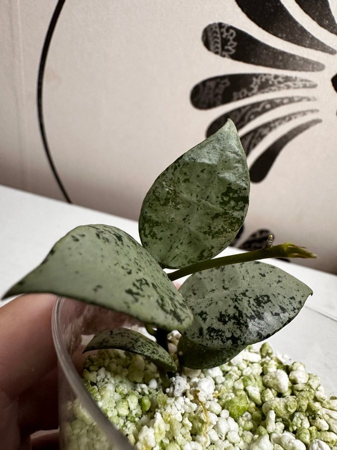 Hoya lacunosa 'Silver Lime'