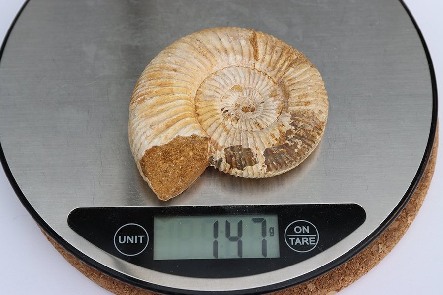 Stor Ammonit Perisphinctes - 147 gram - Madagaskar - Fossil