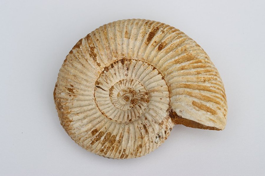 Stor Ammonit Perisphinctes - 147 gram - Madagaskar - Fossil