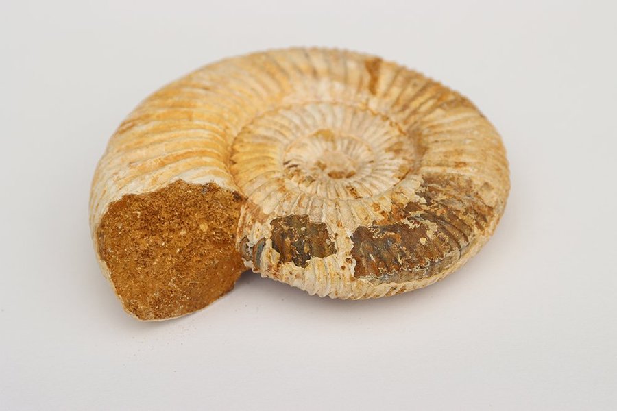 Stor Ammonit Perisphinctes - 147 gram - Madagaskar - Fossil
