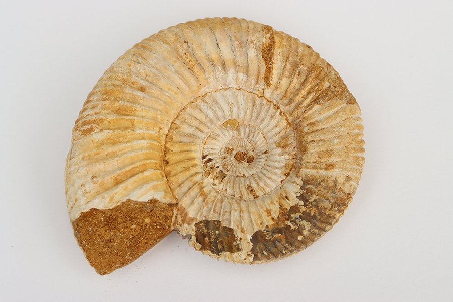 Stor Ammonit Perisphinctes - 147 gram - Madagaskar - Fossil