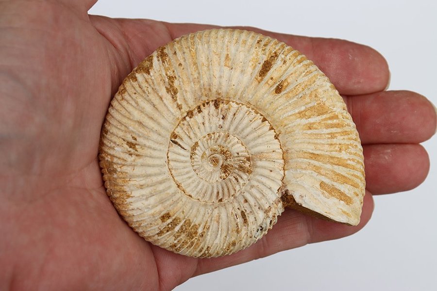 Stor Ammonit Perisphinctes - 147 gram - Madagaskar - Fossil