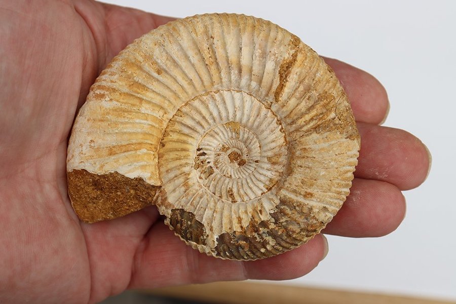 Stor Ammonit Perisphinctes - 147 gram - Madagaskar - Fossil