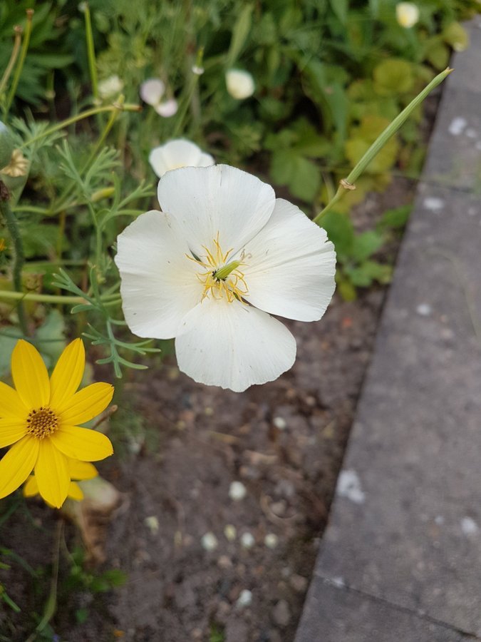 Blomsterfrön från min täppa 2023-- Sömntuta