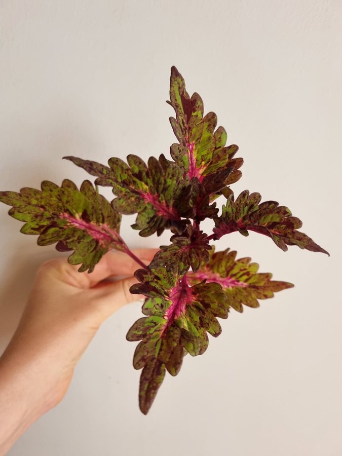 Palettblad Coleus Stickling