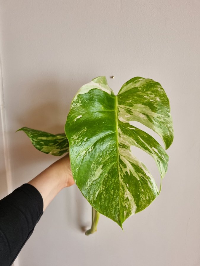 Monstera albo borsigiana variegata Monstera Variegata Aroid Monstera