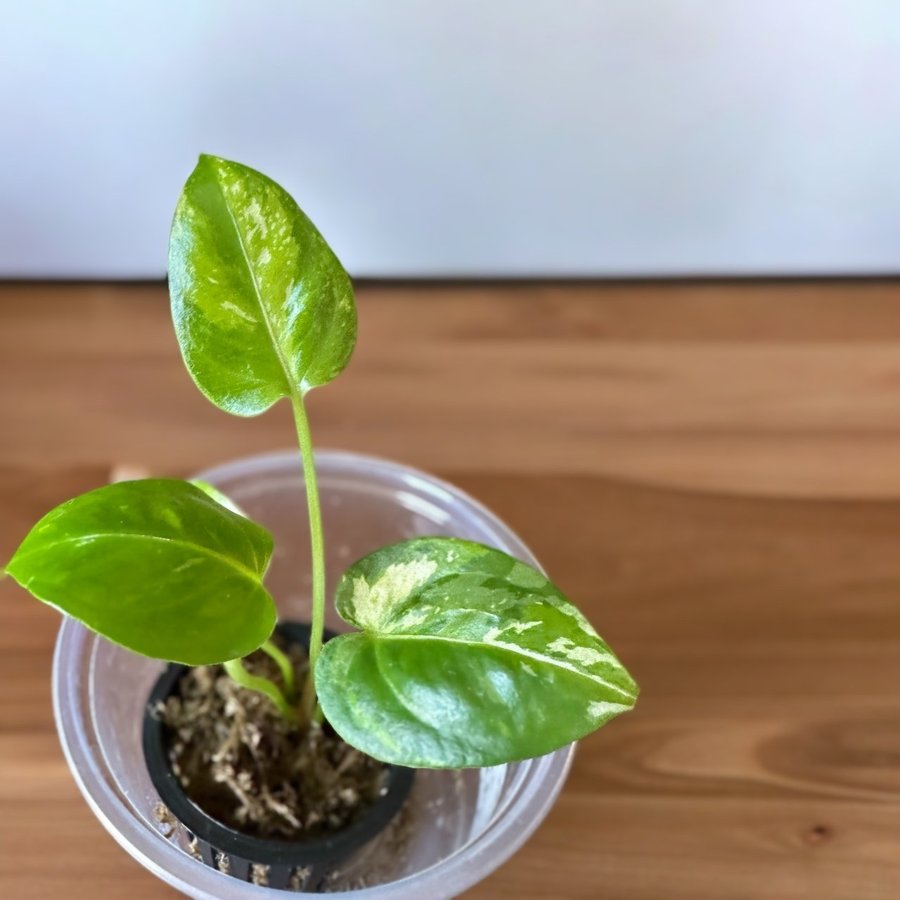 SALE *SUPER Raritet* Anthurium Dorayaki variegata hybrid
