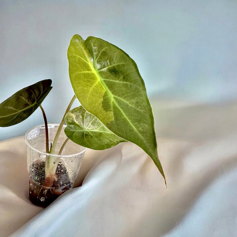 *SUPER Raritet* Alocasia Wentii Sunset Variegata