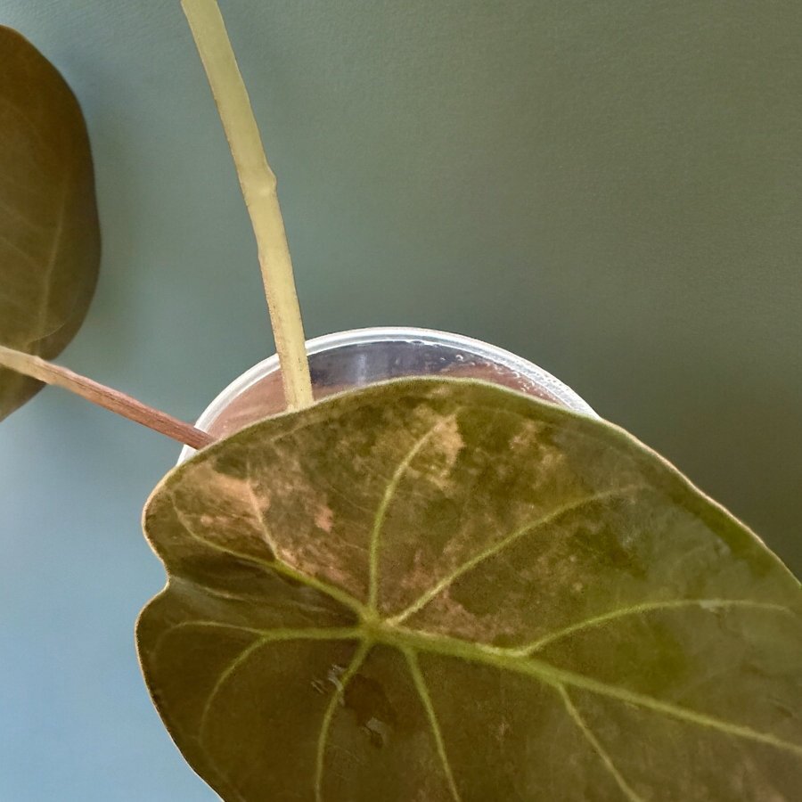 *SUPER Raritet* Alocasia Wentii Sunset Variegata