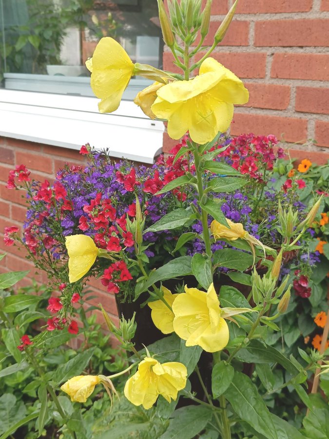 Kvällskön (Oenothera biennis) Jätte nattljus