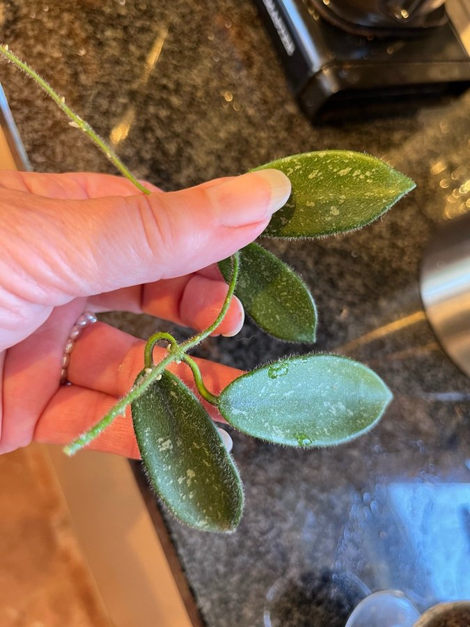 Hoya Thomsonii