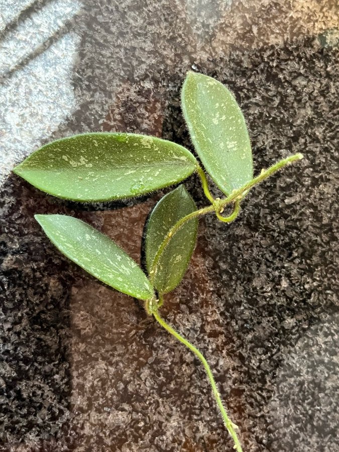 Hoya Thomsonii