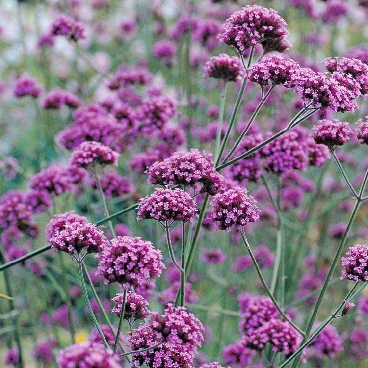 Jätteverbena- 2 snabbt växande fröplantor