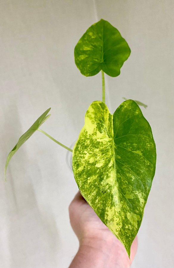 Alocasia Gageana Aurea Variegata