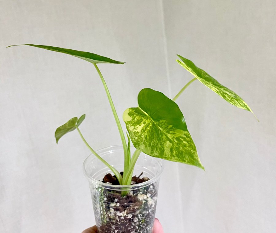 Alocasia Gageana Aurea Variegata