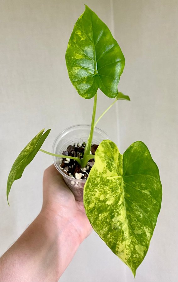 Alocasia Gageana Aurea Variegata