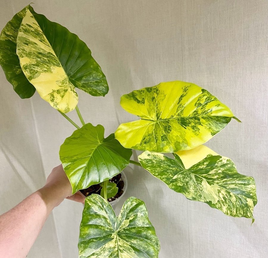 Alocasia Gageana Aurea Variegata