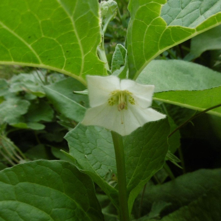 Japansk lykta Judekärs - 2 fina plantor