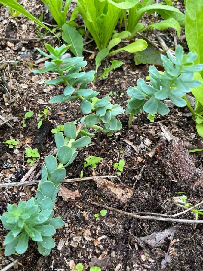 Rosenrot 1 planta perenn