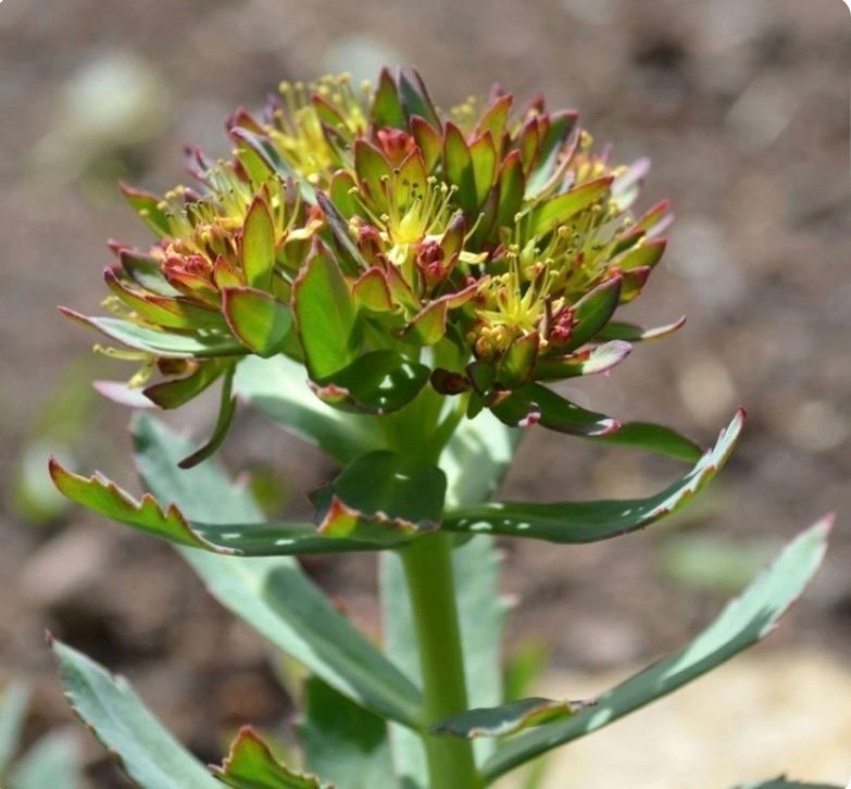 Rosenrot 1 planta perenn