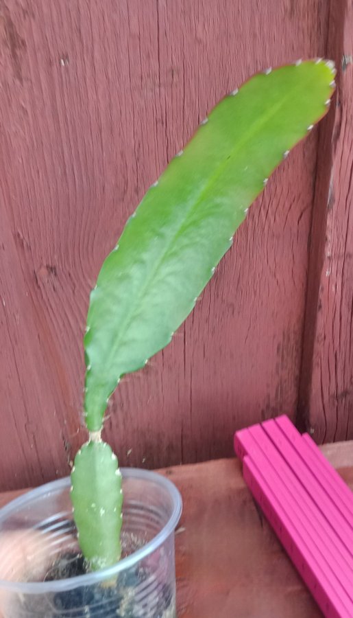 Epiphyllum ackermannii / Bladkaktus stickling / planta