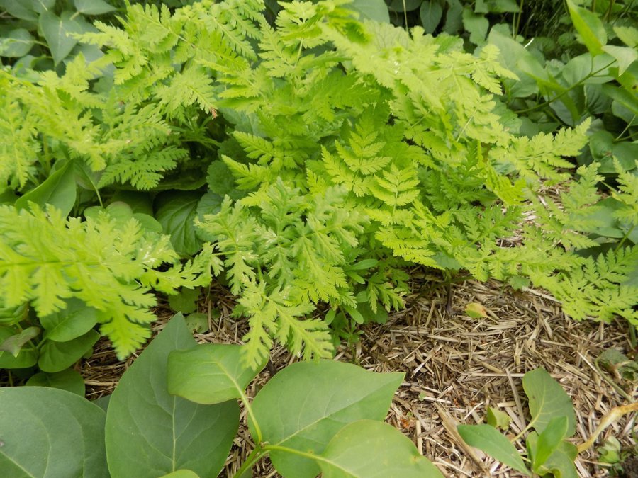 spansk körvel planta ätbar lättodlad perenn