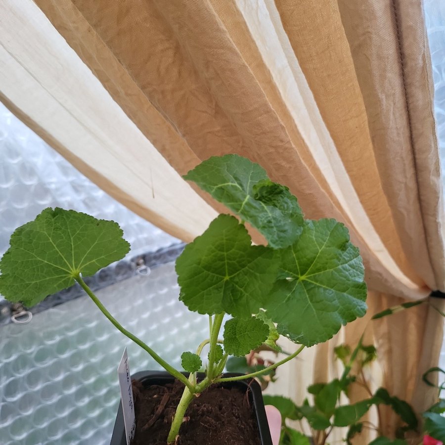 Alcea rosea 'Nigra' Planta Stockros