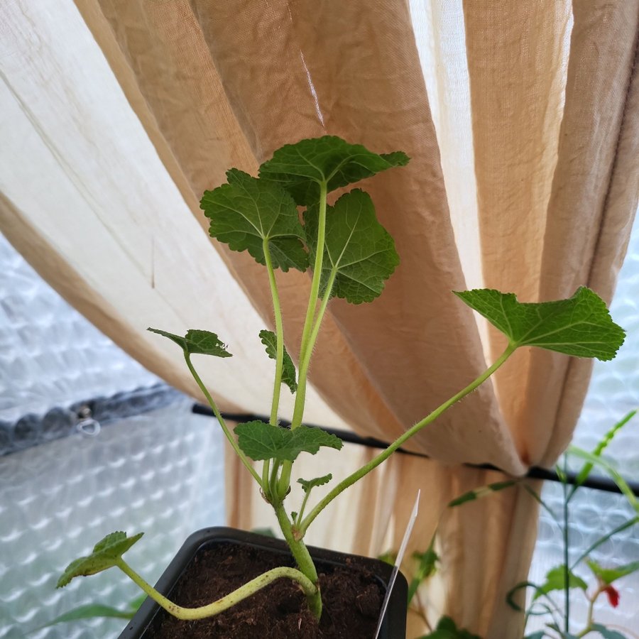 Alcea rosea 'Nigra' Planta Stockros