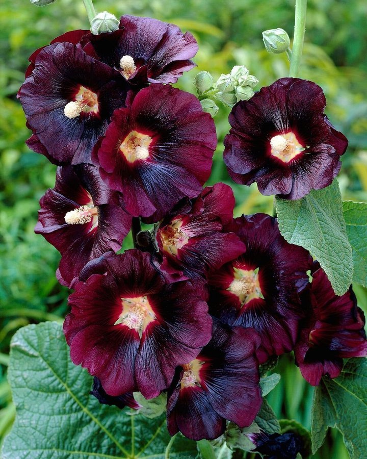 Alcea rosea 'Nigra' Planta Stockros