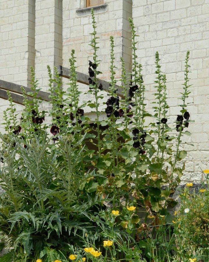 Alcea rosea 'Nigra' Planta Stockros