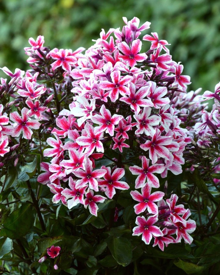 Phlox paniculata 'Palmyra' Höstflox Planta