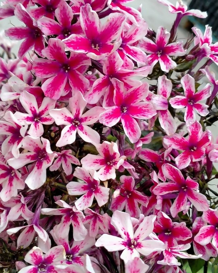 Phlox paniculata 'Palmyra' Höstflox Planta