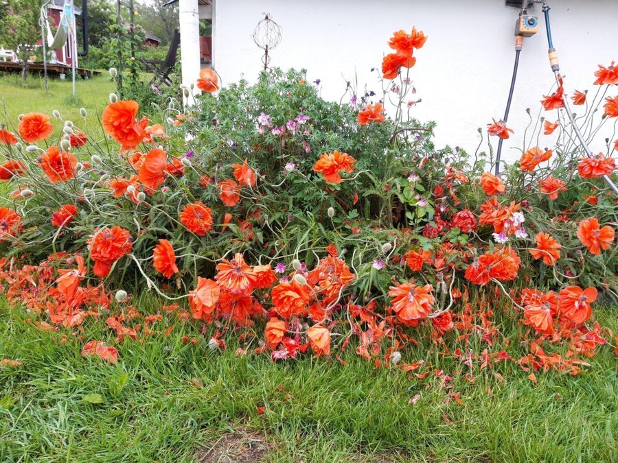 orange vallmo perenn frön minst 20 frön