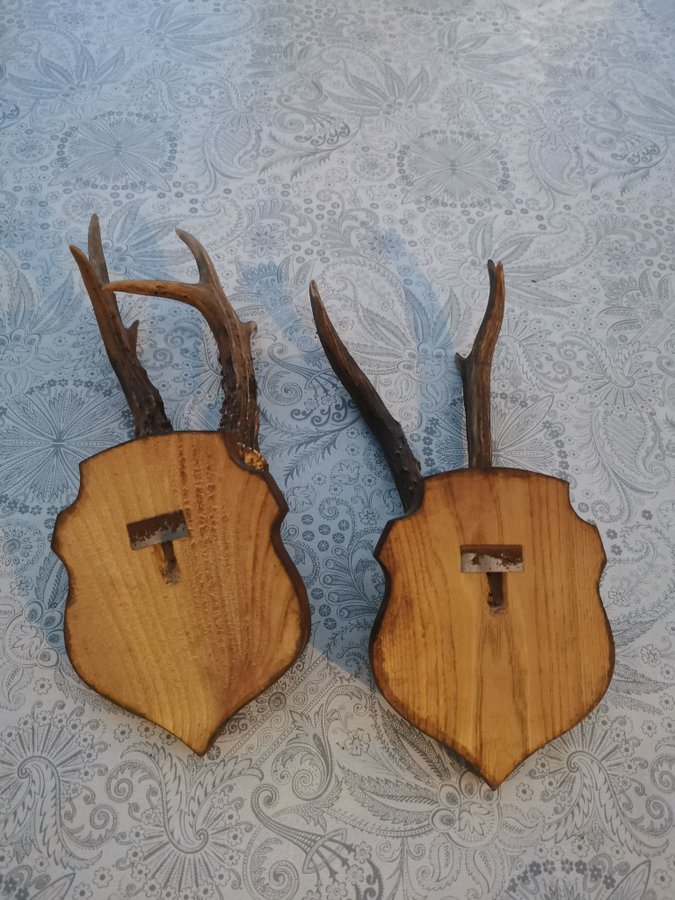 Horn - rådjur - råbock - vintage - jakt - trofe - horn