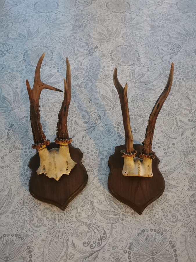 Horn - rådjur - råbock - vintage - jakt - trofe - horn