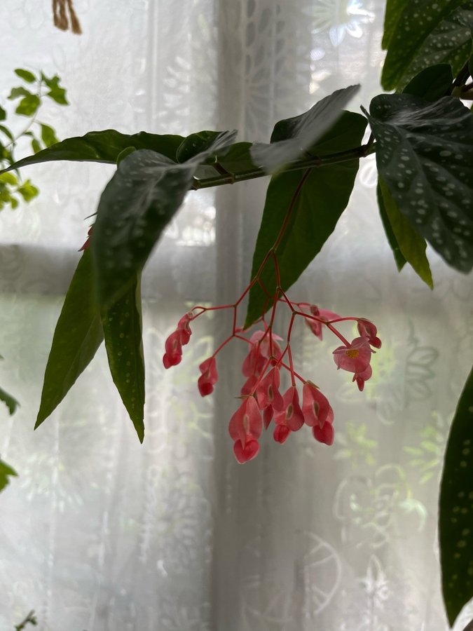 Begonia maculata