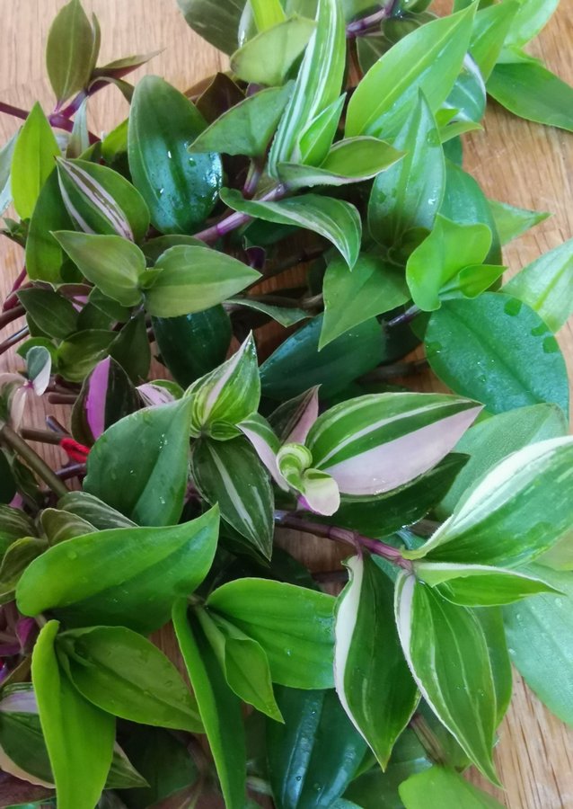 Tradescantia trikolor 5st sticklingar