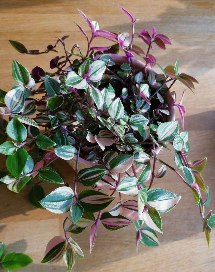 Tradescantia trikolor 5st sticklingar