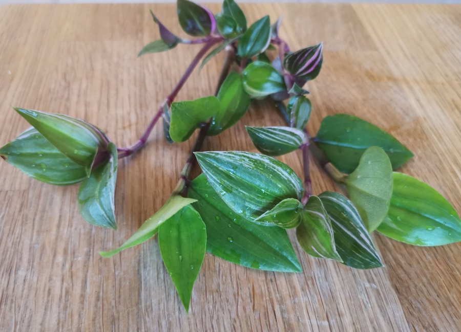 Tradescantia trikolor 5st sticklingar