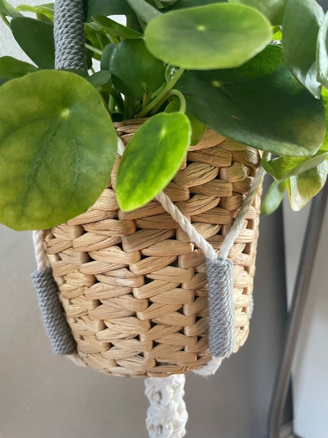 Ampel i makramé /plant hanger