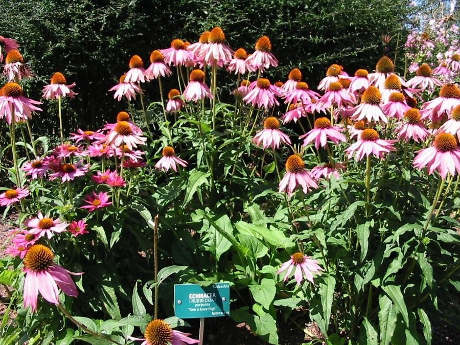 Lila solhatt echinacea 10 fröer